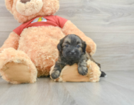 5 week old Shih Poo Puppy For Sale - Windy City Pups