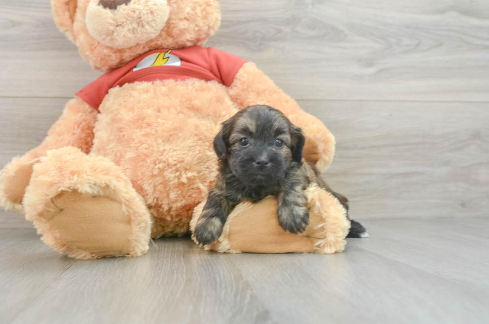 5 week old Shih Poo Puppy For Sale - Windy City Pups