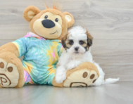 7 week old Shih Poo Puppy For Sale - Windy City Pups