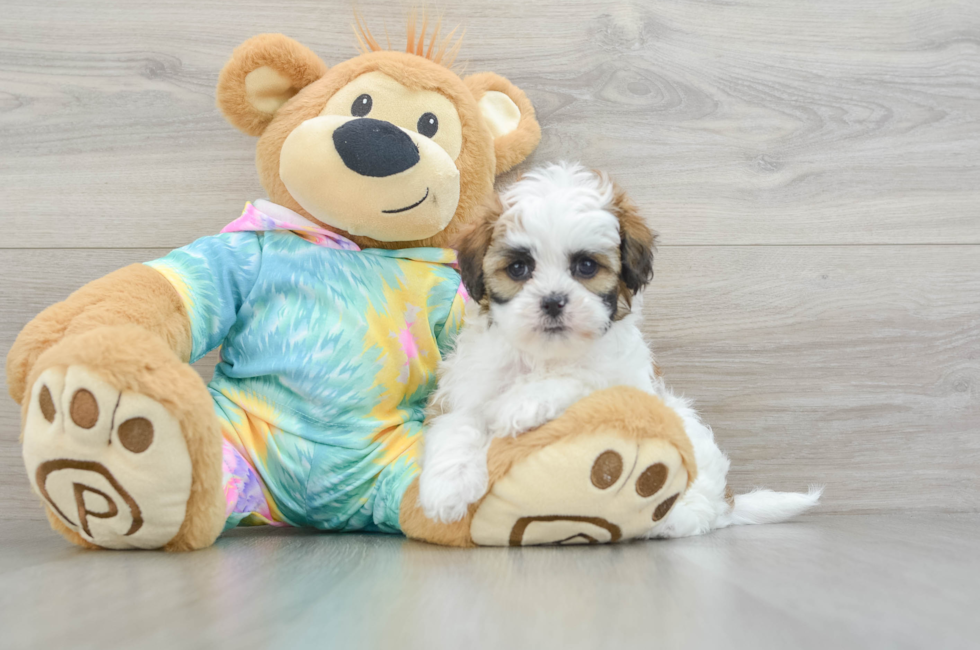 6 week old Shih Poo Puppy For Sale - Windy City Pups