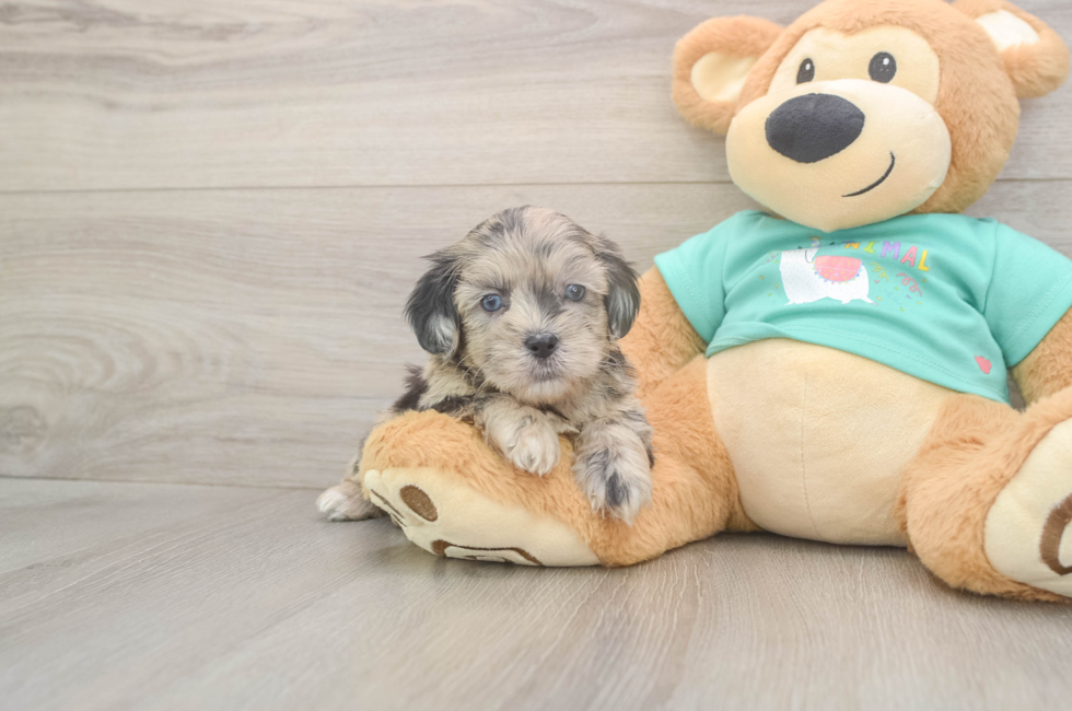 5 week old Shih Poo Puppy For Sale - Windy City Pups
