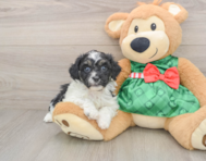 5 week old Shih Poo Puppy For Sale - Windy City Pups