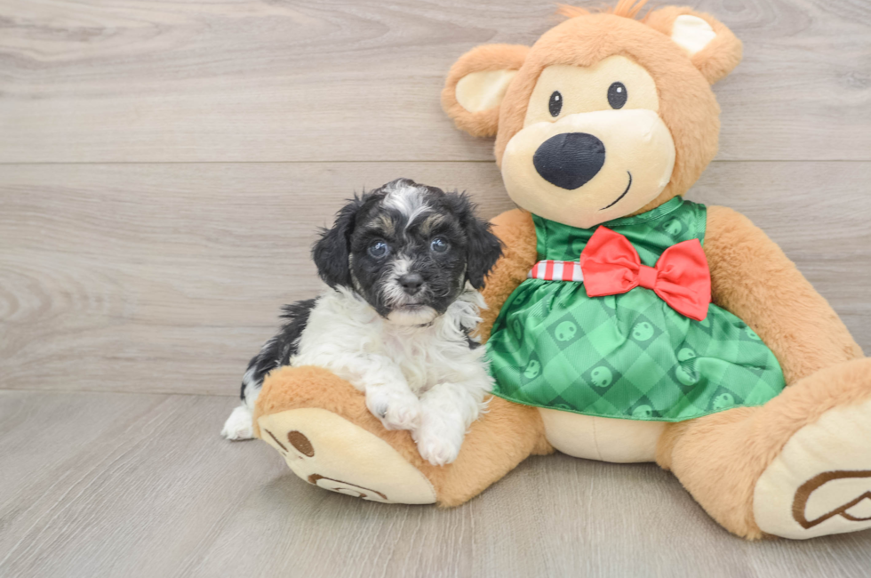 5 week old Shih Poo Puppy For Sale - Windy City Pups