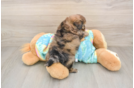 Fluffy Shih Poo Poodle Mix Pup