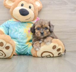 6 week old Shih Poo Puppy For Sale - Windy City Pups