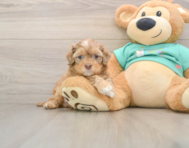 10 week old Shih Poo Puppy For Sale - Windy City Pups