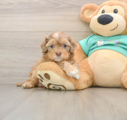 8 week old Shih Poo Puppy For Sale - Windy City Pups