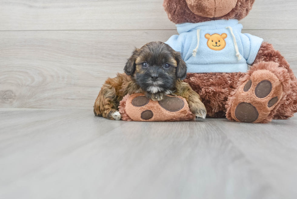 Best Shih Poo Baby