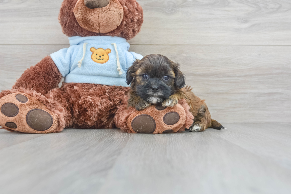 Small Shih Poo Baby