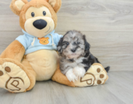 8 week old Shih Poo Puppy For Sale - Windy City Pups