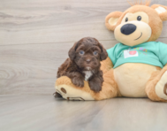 6 week old Shih Poo Puppy For Sale - Windy City Pups