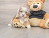 5 week old Shih Poo Puppy For Sale - Windy City Pups