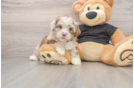 Shih Poo Pup Being Cute