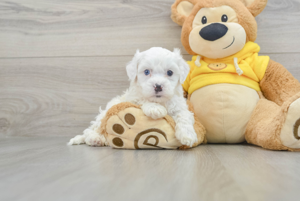 Playful Shihpoo Poodle Mix Puppy