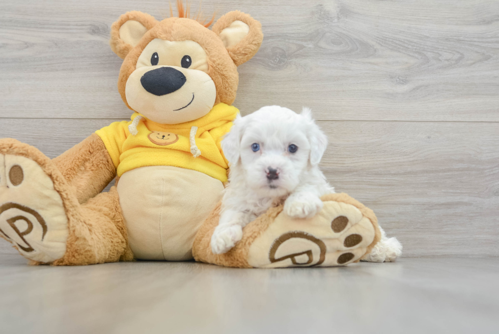 Fluffy Shih Poo Poodle Mix Pup