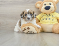 8 week old Shih Poo Puppy For Sale - Windy City Pups