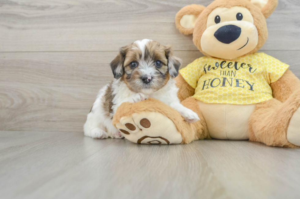 8 week old Shih Poo Puppy For Sale - Windy City Pups