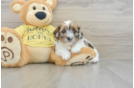 Shih Poo Pup Being Cute