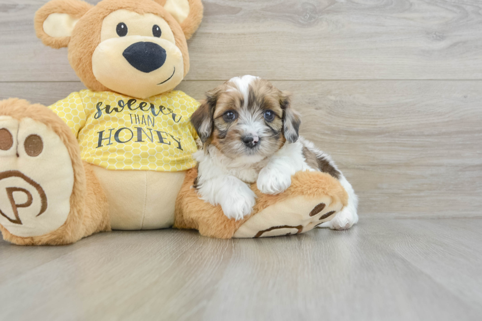 Shih Poo Pup Being Cute