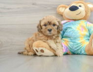 7 week old Shih Poo Puppy For Sale - Windy City Pups