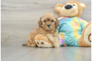 Best Shih Poo Baby