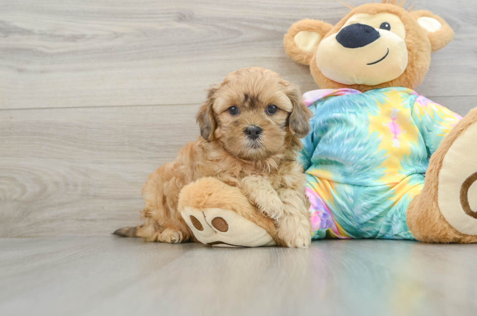 6 week old Shih Poo Puppy For Sale - Windy City Pups