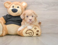 5 week old Shih Poo Puppy For Sale - Windy City Pups