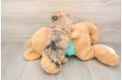 Shih Poo Puppy for Adoption