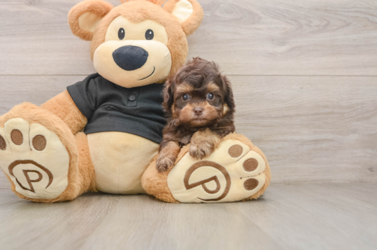 Energetic Shihpoo Poodle Mix Puppy