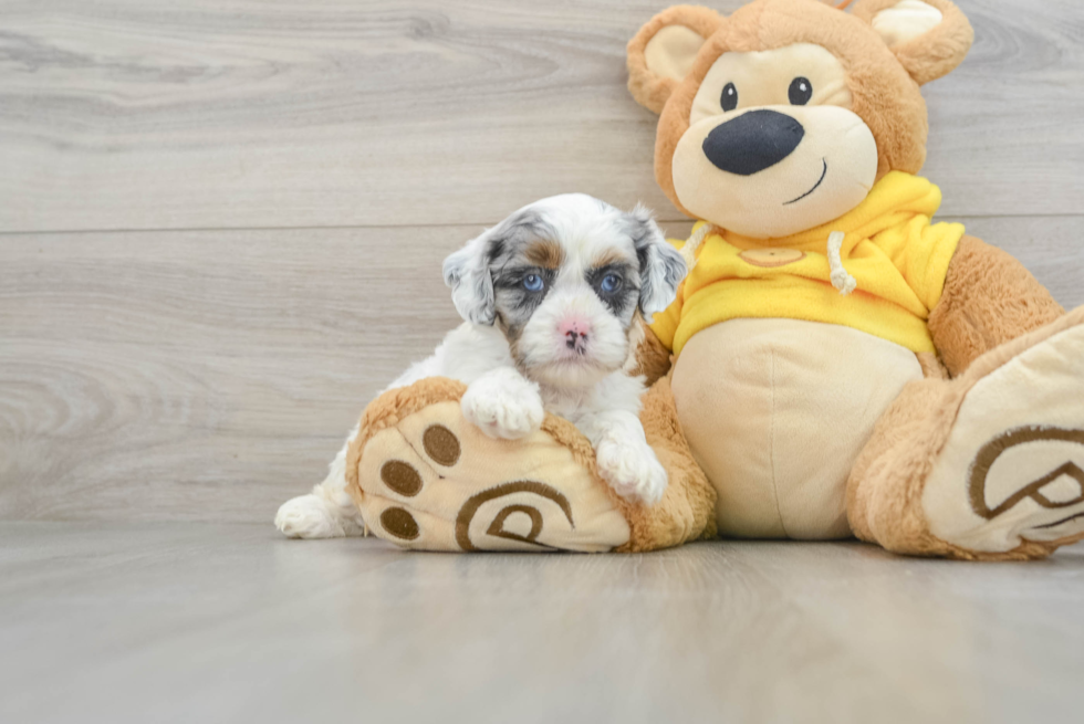 Friendly Shih Poo Baby