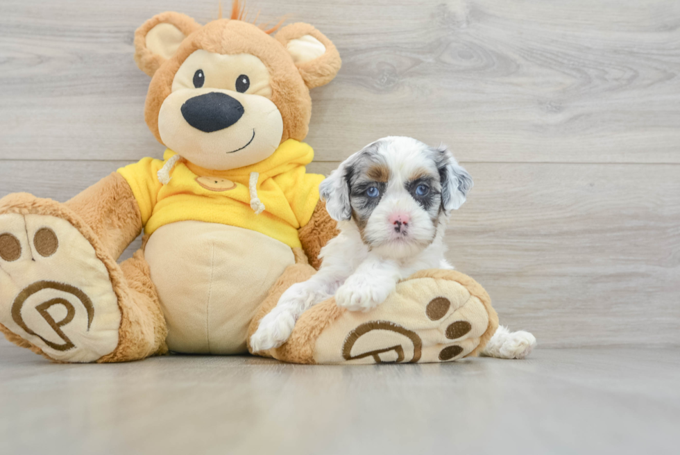 Little Shihpoo Poodle Mix Puppy