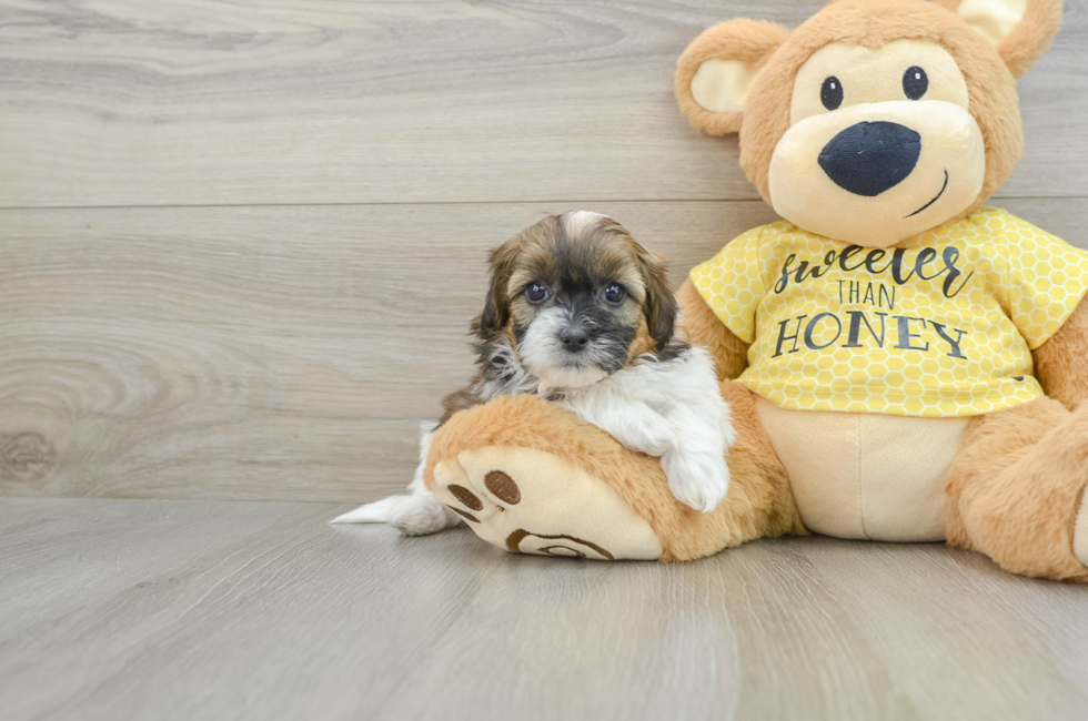 8 week old Shih Poo Puppy For Sale - Windy City Pups