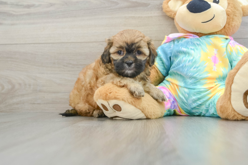 Funny Shih Poo Poodle Mix Pup