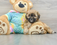 7 week old Shih Poo Puppy For Sale - Windy City Pups