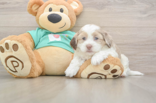6 week old Shih Poo Puppy For Sale - Windy City Pups Energetic Shihpoo Poodle Mix Puppy