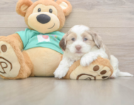 7 week old Shih Poo Puppy For Sale - Windy City Pups 7 week old Shih Poo Puppy For Sale - Windy City Pups