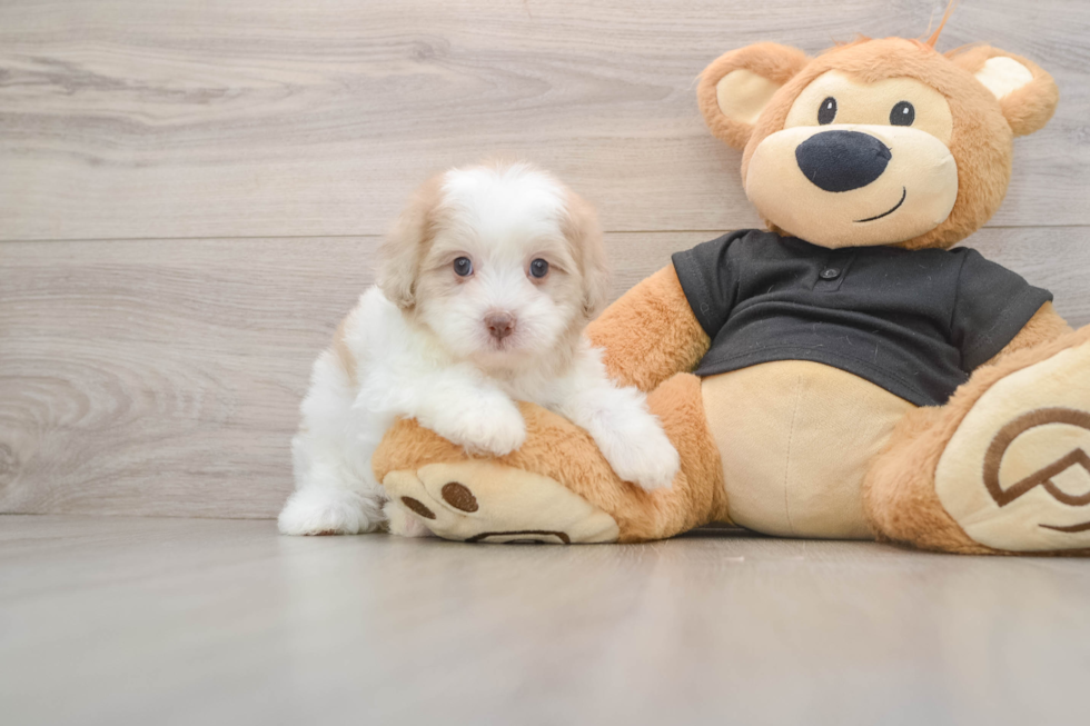 Best Shih Poo Baby
