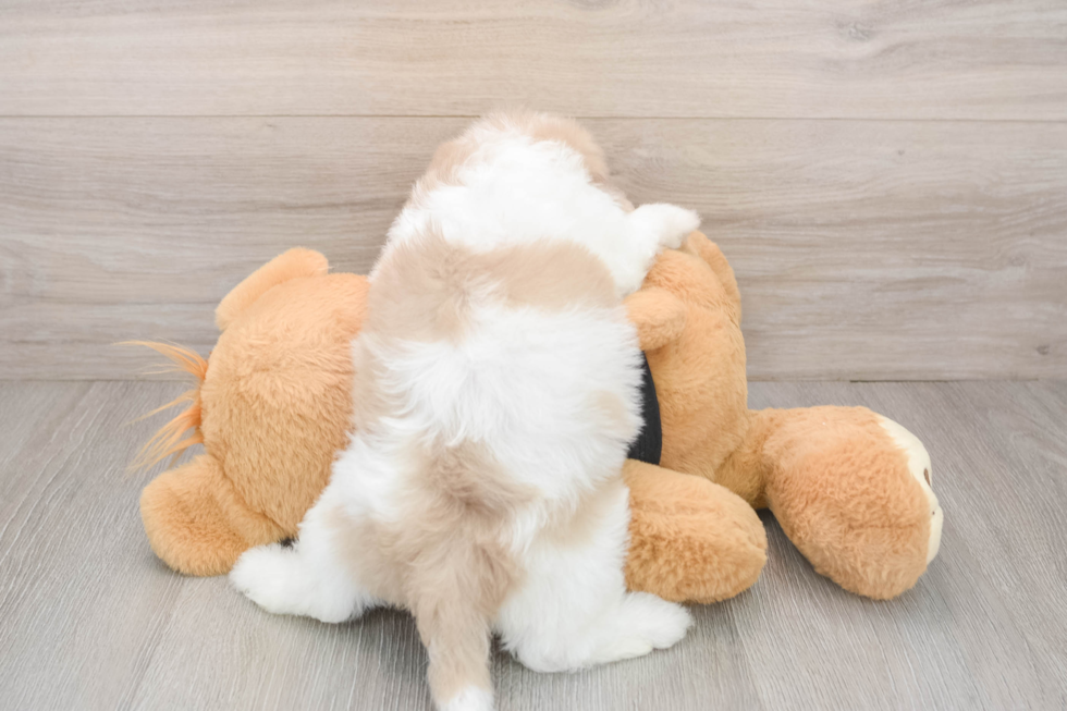 Shih Poo Pup Being Cute