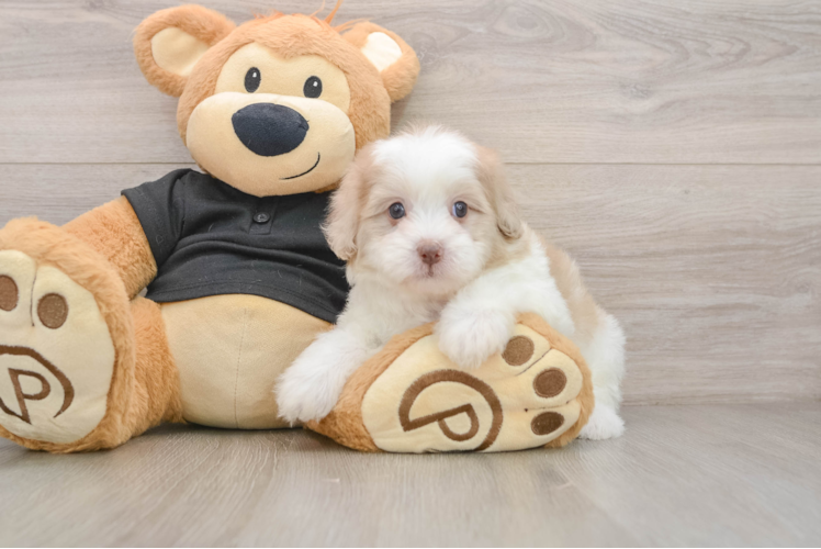 Energetic Shih Poo Poodle Mix Puppy