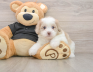 7 week old Shih Poo Puppy For Sale - Windy City Pups
