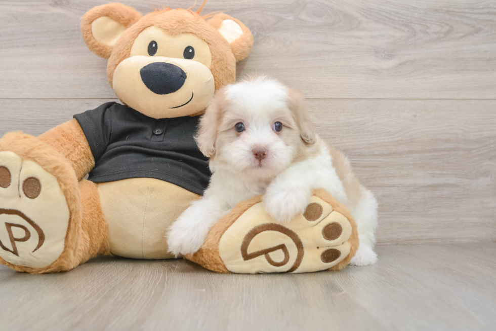 Energetic Shih Poo Poodle Mix Puppy