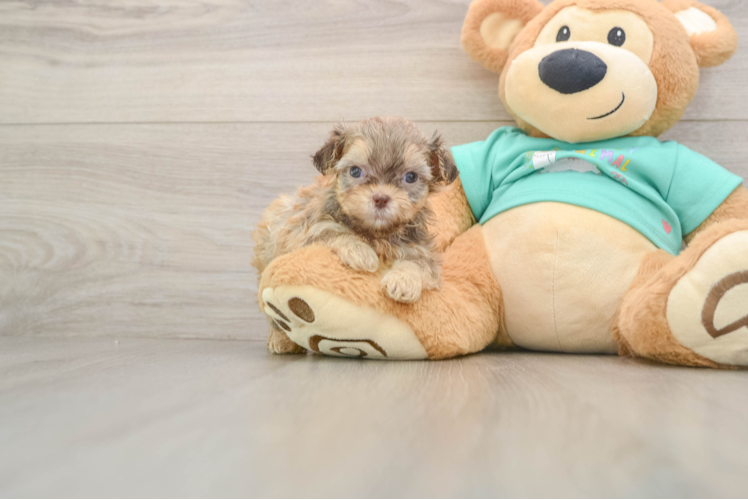 Petite Shih Poo Poodle Mix Pup