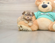 7 week old Shih Poo Puppy For Sale - Windy City Pups