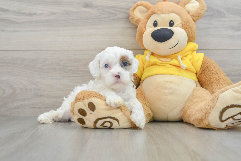 Shih Poo Pup Being Cute