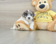 8 week old Shih Poo Puppy For Sale - Windy City Pups