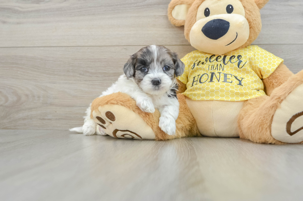 8 week old Shih Poo Puppy For Sale - Windy City Pups