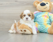 6 week old Shih Poo Puppy For Sale - Windy City Pups