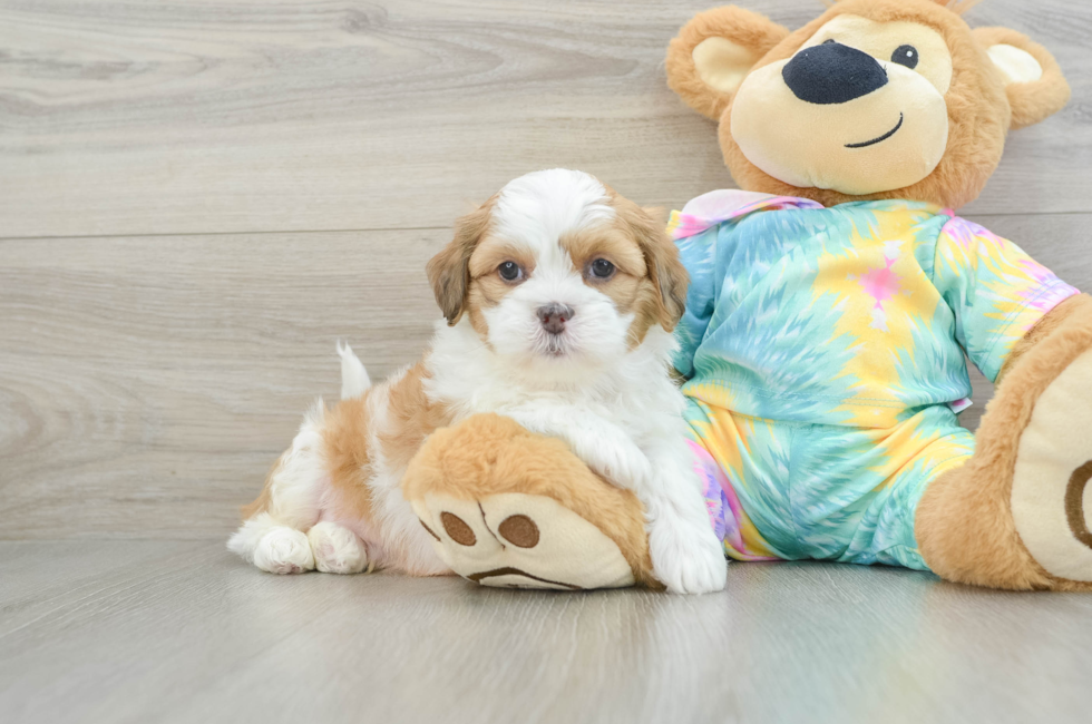 6 week old Shih Poo Puppy For Sale - Windy City Pups