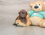 6 week old Shih Poo Puppy For Sale - Windy City Pups