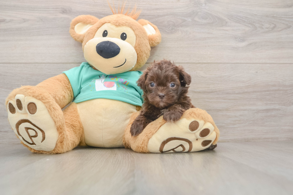 Shih Poo Puppy for Adoption